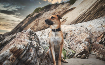 What Does A Black Mouth Cur Hunt?