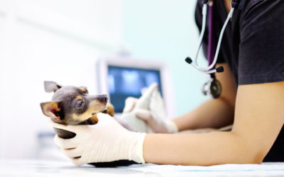 Can A Vet Miss Puppies On An Ultrasound?