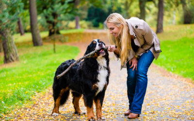 Why Do Dogs Like Sticks?