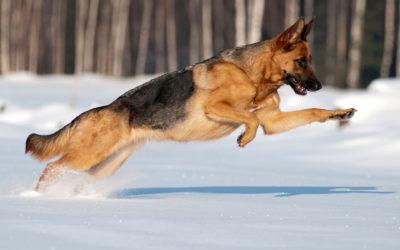 How Fast is a German Shepherd?