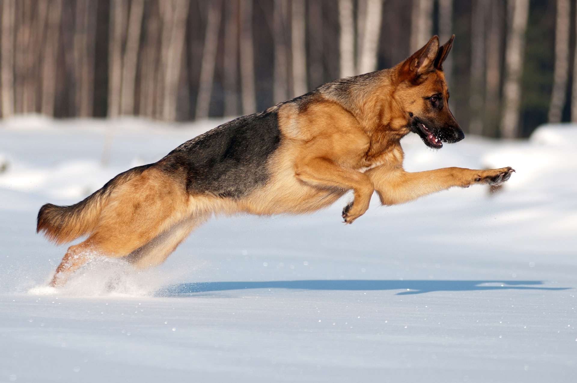 How Fast is a German Shepherd? The Doggo