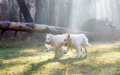 White German Shepherd vs. German Shepherd