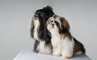 How Long Can a Shih Tzu Live?