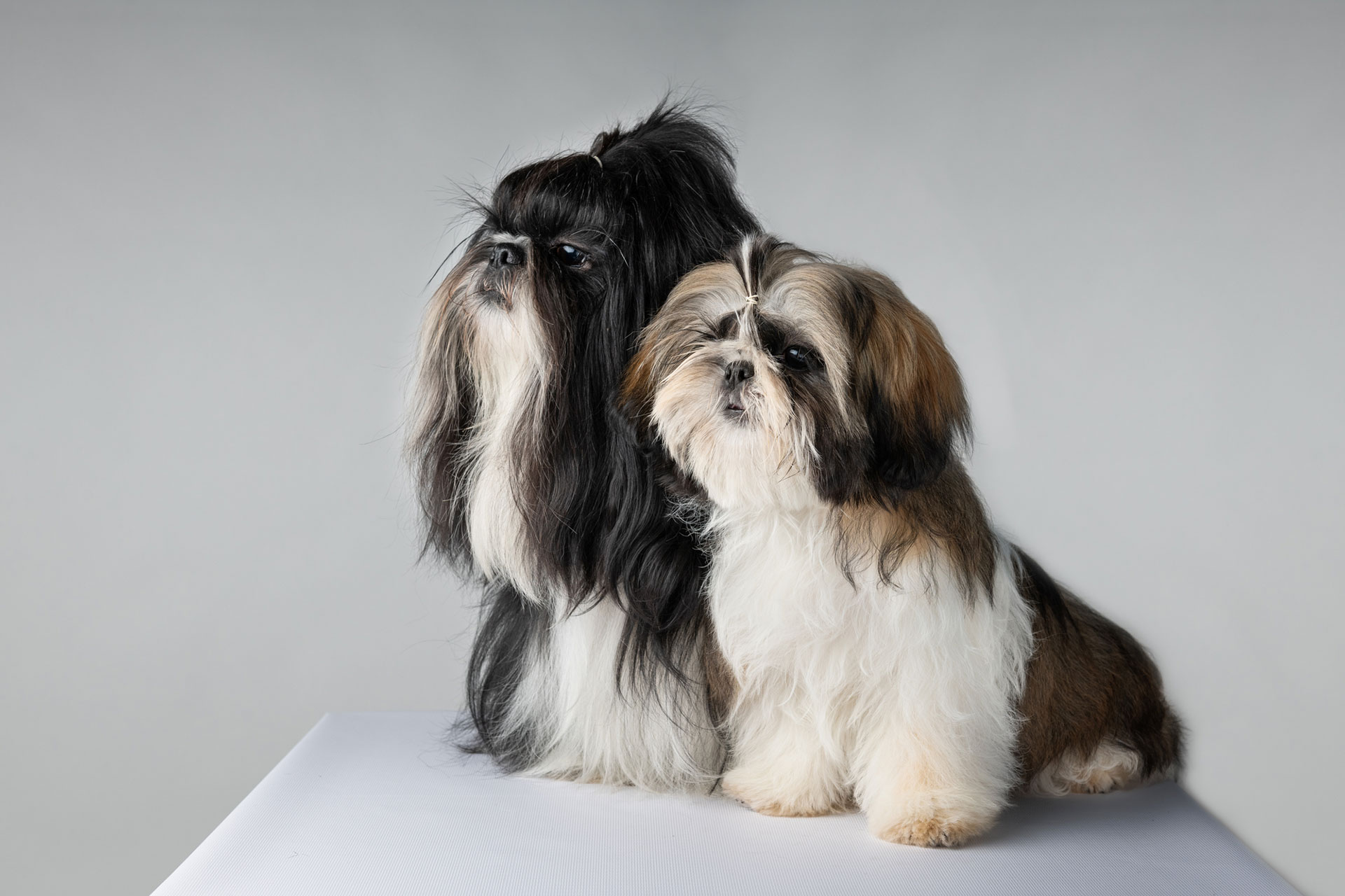 how-long-can-a-shih-tzu-live-the-doggo