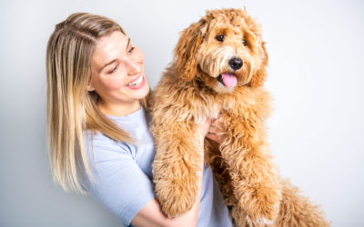 How to Train a Labradoodle?