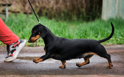 Standard Dachshund vs Mini Dachshund