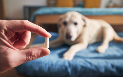 Can Dogs Take Phenergan for Allergies?