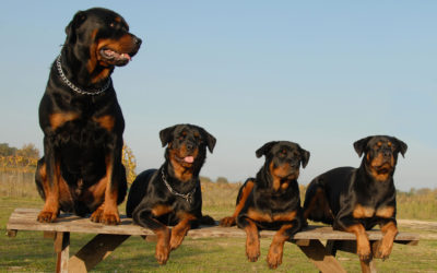 Male vs Female Rottweilers: What Are the Differences?