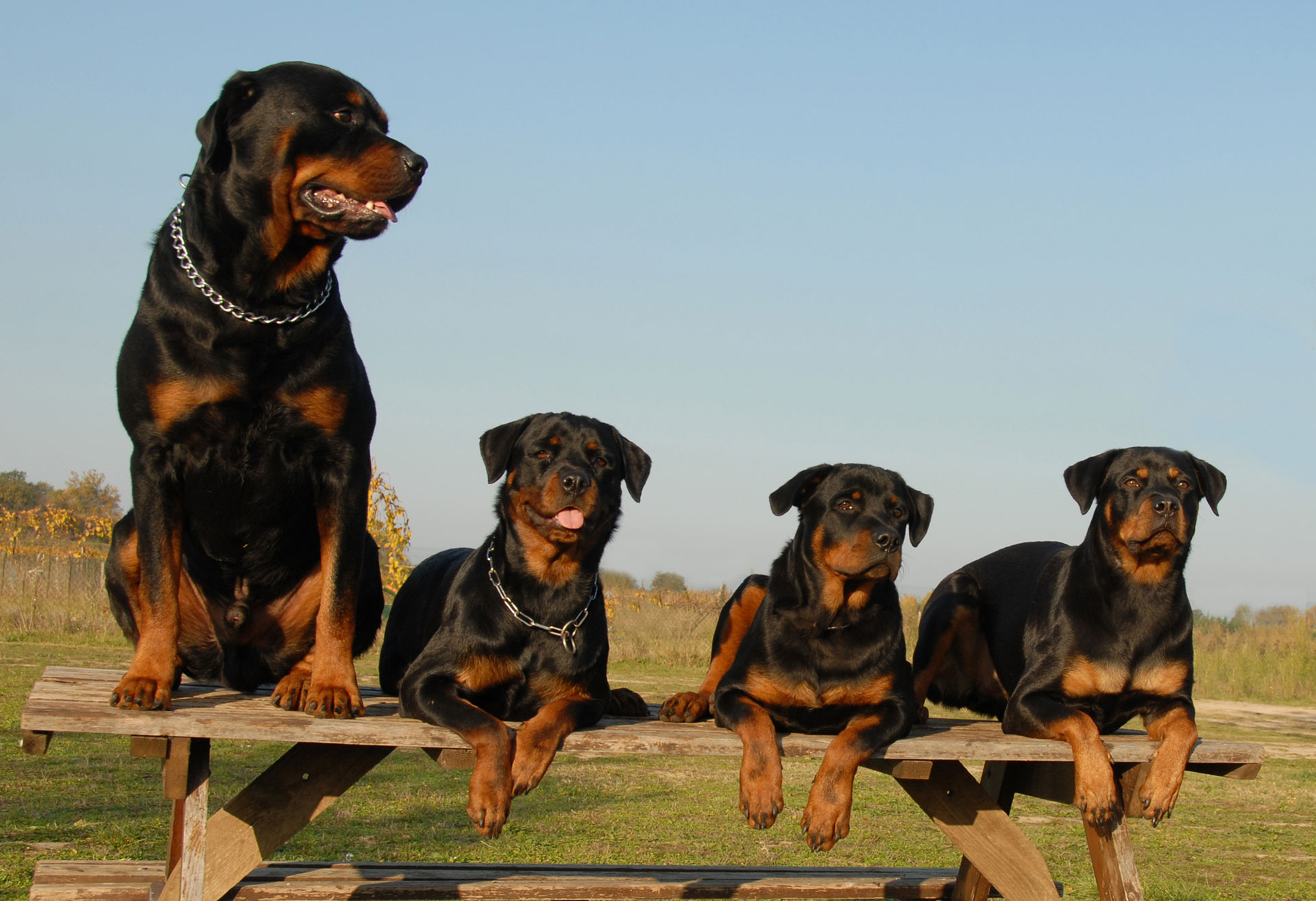 Working Femail Rottweiler Male vs Female Rottweilers: What Are the Differences? - The Doggo