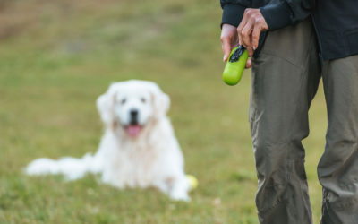 How Long Can a Dog Go Without Pooping?