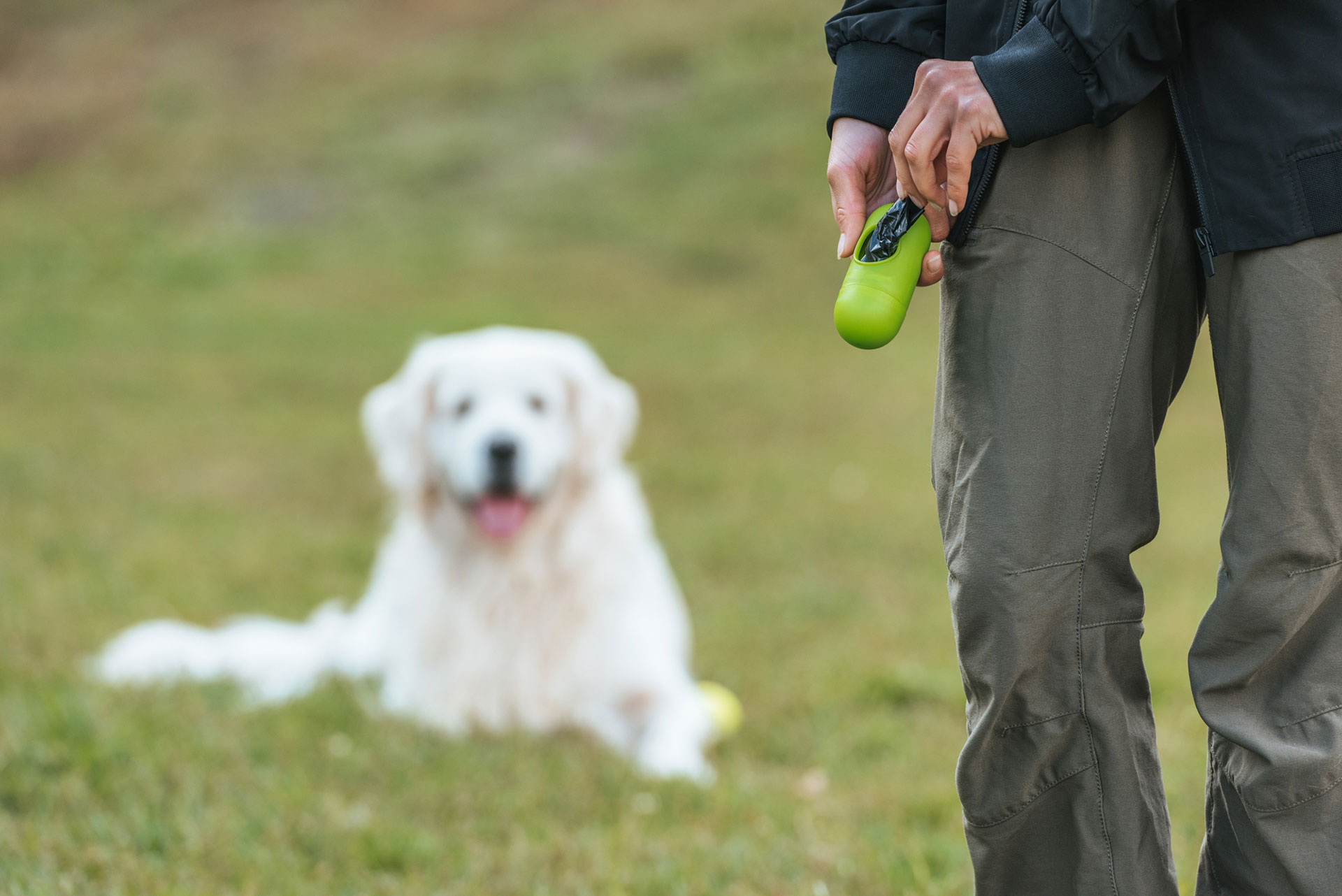 how-long-can-a-dog-go-without-pooping-the-doggo