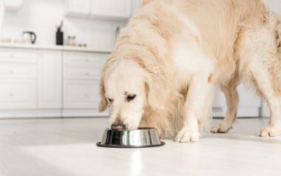 How Long Can a Dog Go Without Eating?