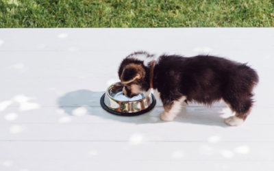 How Long Can a Dog Go Without Water?