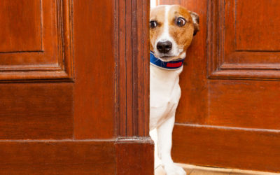 How to Keep a Dog From Scratching a Door?