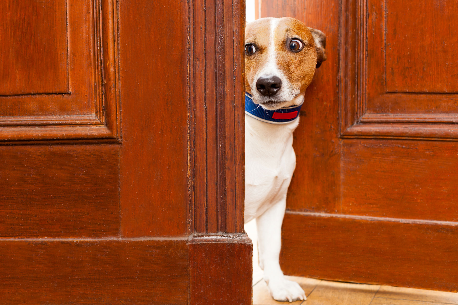 how to keep dog from scratching paint off door