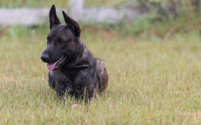 The Complete Guide to Dutch Shepherd Dogs