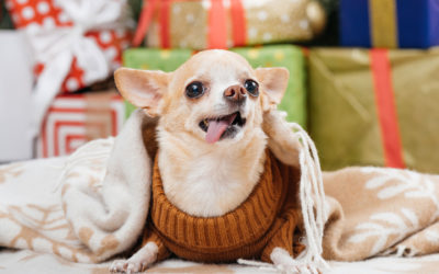 All You Need To Know About Breeding Chihuahuas