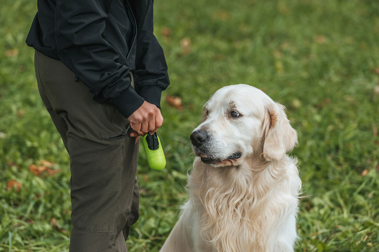 how-long-can-a-dog-go-without-pooping-the-doggo