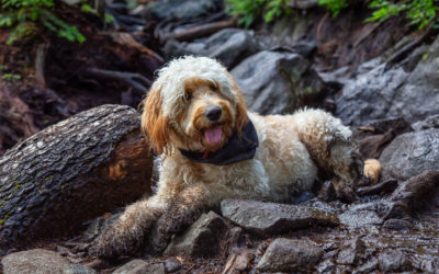 Teddy Bear Goldendoodle vs. Goldendoodle