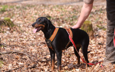 Popular Austrian Dog Breeds