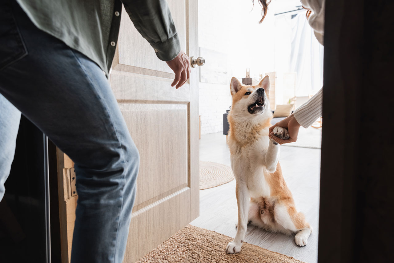 How to Keep a Dog From Scratching a Door? - The Doggo