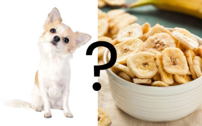 Can Dogs Eat Banana Chips?