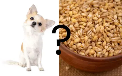 Can Dogs Eat Barley?