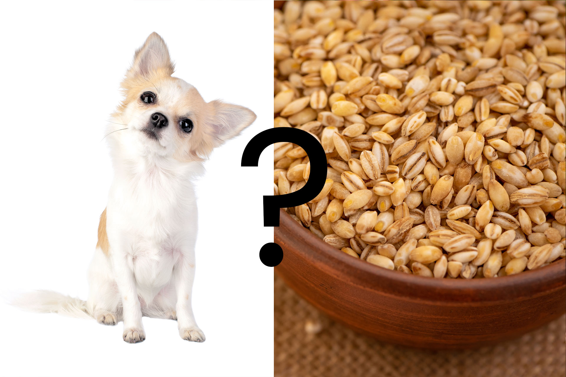 Can Dogs Eat Barley? - The Doggo