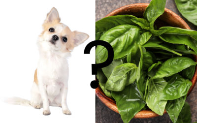 Can Dogs Eat Basil?