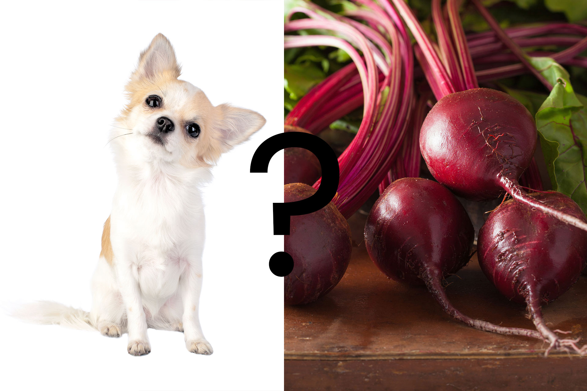 Can Dogs Eat Beets? Learn About How Beats Are Good For Dogs!