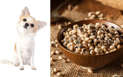 Can Dogs Eat Black-Eyed Peas?